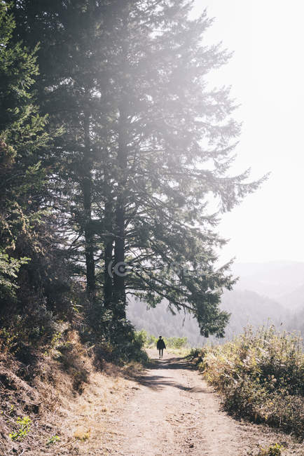 A woman walking on a trail in the sunlight at the mountaintop, Purisima Creek Redwoods, California, United States of America — Stock Photo