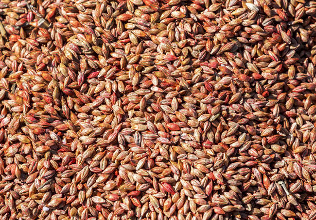 Gros plan sur les graines d'orge traitées ; Beiseker, Alberta, Canada — Photo de stock