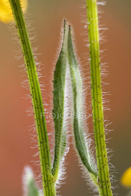 Los tallos de Susan de ojos negros crecen codo a codo en un jardín, luciendo igual que si fuera una imagen de espejo; Astoria, Oregon, Estados Unidos de América - foto de stock