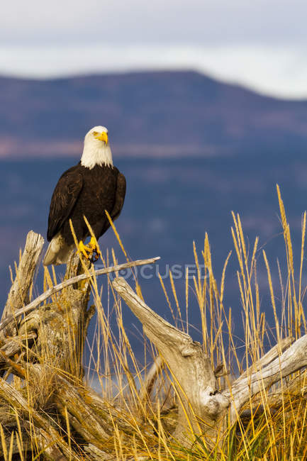 Majestosa águia careca empoleirada em madeira — Fotografia de Stock