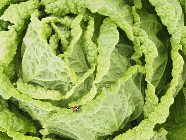 Салат с божьей коровкой на листе, крупным планом — стоковое фото