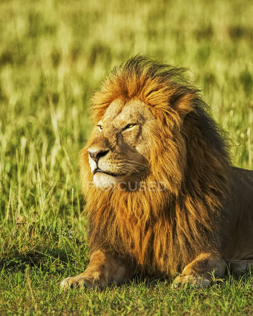 Lion poilu majestueux dans l'habitat naturel — Photo de stock