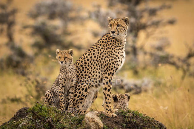Lindos guepardos poderosos en safari, Reserva Nacional Maasai Mara, Kenia - foto de stock