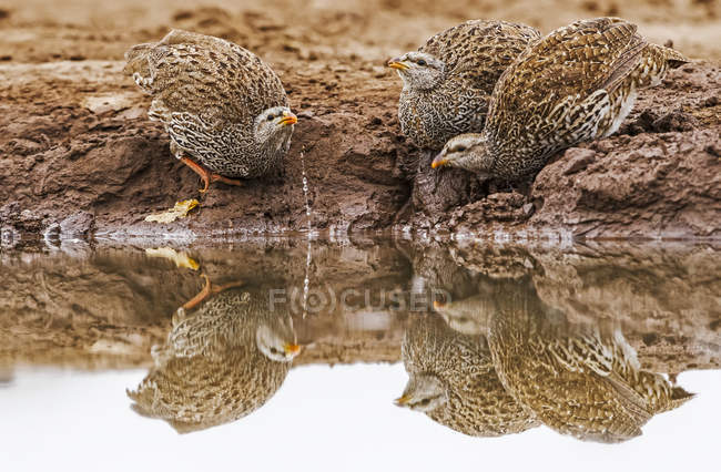 Tres Natal spurfowls agua potable en la naturaleza - foto de stock