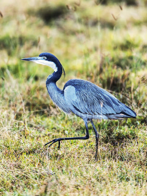 Blue heron walking on green grass — Stock Photo