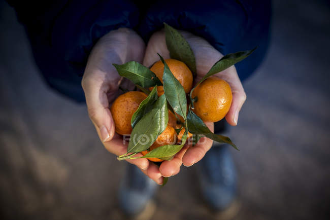 Руки, що тримає мандаринів; Пекіні — стокове фото