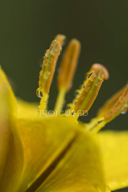 Gocce di pioggia si aggrappano agli stami di un giglio; Astoria, Oregon, Stati Uniti d'America — Foto stock