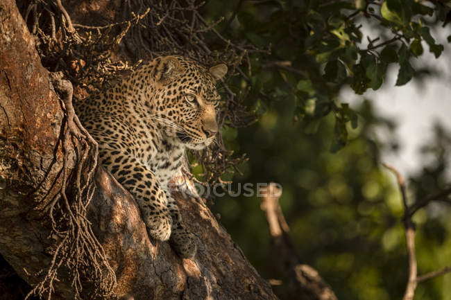 Primer plano de majestuoso leopardo en rama de árbol, Reserva Nacional Maasai Mara, Kenia - foto de stock