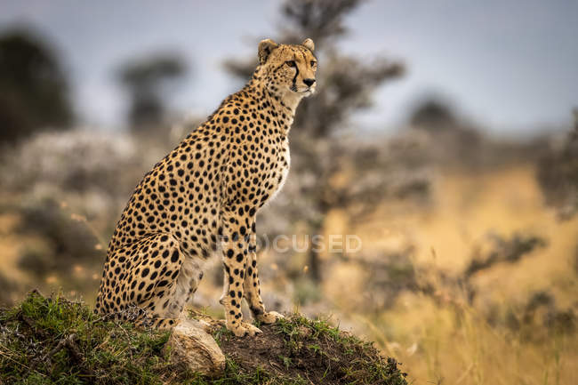Cheetah poderoso bonito em safari, Reserva Nacional Maasai Mara, Quênia — Fotografia de Stock