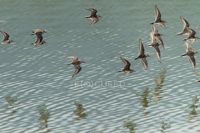 Westliche Wasserläufer im Flug über ruhigem Wasser — Stockfoto
