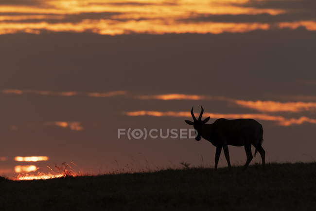 Ein Topi (damaliscus lunatus jimela) wandert bei Sonnenuntergang am Horizont entlang, gerade als die Sonne untergeht. sein Körper ist vor den hellen Wolken am Himmel, dem Masai-Mara-Nationalreservat, gezeichnet; Kenia — Stockfoto