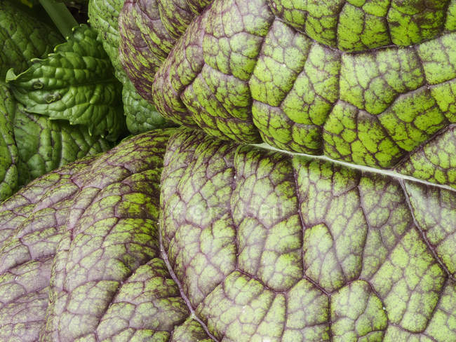 Close-up view of detail kale leaves — Stock Photo