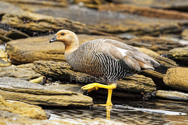 Upland Goose caminhando sobre a água no habitat natural — Fotografia de Stock