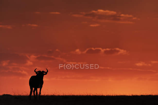 Wildebeest è sagomato contro il cielo arancione incandescente all'orizzonte al tramonto, Maasai Mara National Reserve, Kenya — Foto stock