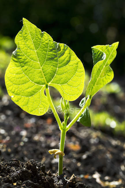 Close up of an early bean plant backlit; Calgary, Alberta, Canada — Stock Photo