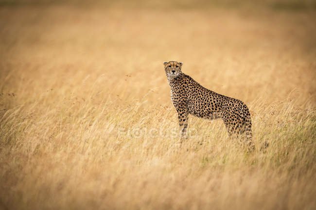 Lindo guepardo poderoso en safari, Reserva Nacional Maasai Mara, Kenia - foto de stock