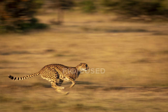Grazioso possente ghepardo in safari, Maasai Mara National Reserve, Kenya — Foto stock