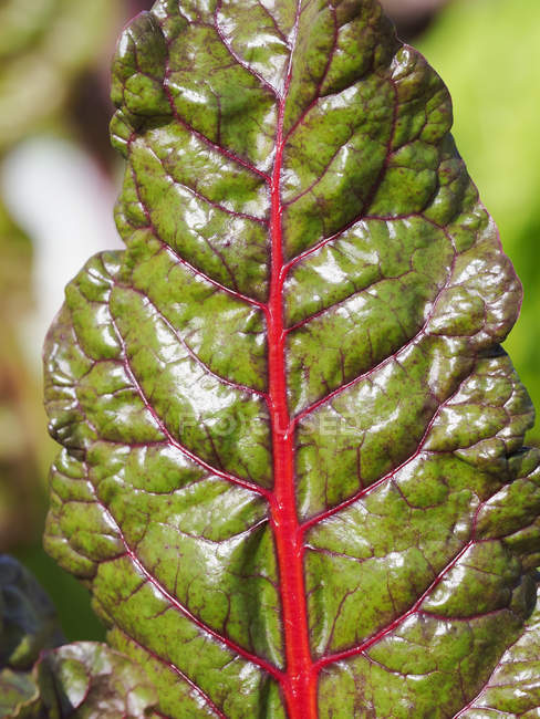 Close-up de uma folha de acelga suíça; Upper Marlboro, Maryland, Estados Unidos da América — Fotografia de Stock