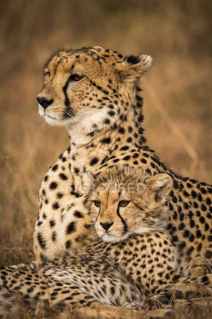Carino possente ghepardi in safari, Maasai Mara National Reserve, Kenya — Foto stock