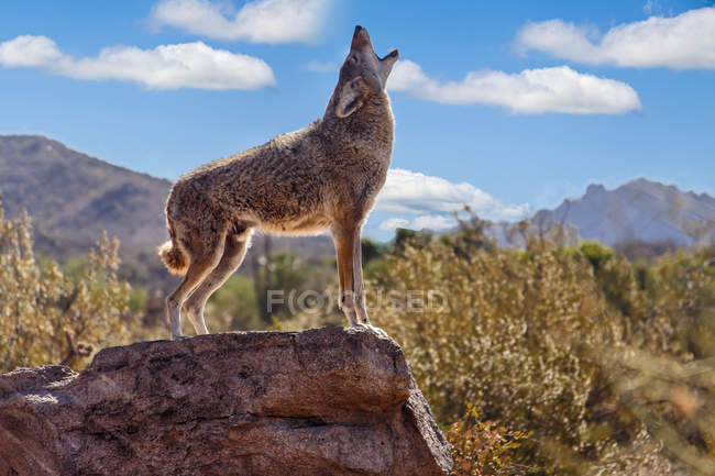 Howling Wolf (canis lupus); Tuscon, Arizona, Estados Unidos da América — Fotografia de Stock