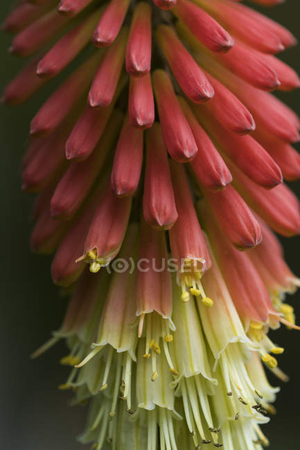 Red hot poker (Kniphofia) pianta, una perenne popolare nei giardini dell'Oregon; Astoria, Oregon, Stati Uniti d'America — Foto stock