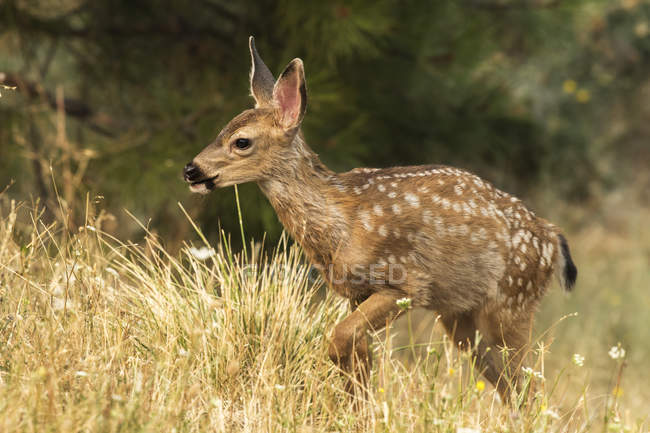 Venado de cola blanca cervatillo en la naturaleza salvaje en la Cascada Monumento Nacional Siskiyou, Ashland, Oregon, Estados Unidos de América - foto de stock