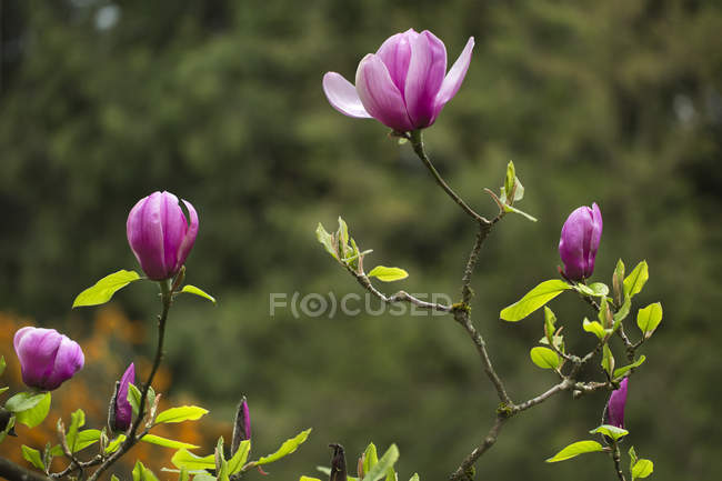 Рожеві квіти квітучі гілки; Ванкувері, Британська Колумбія, Канада — стокове фото