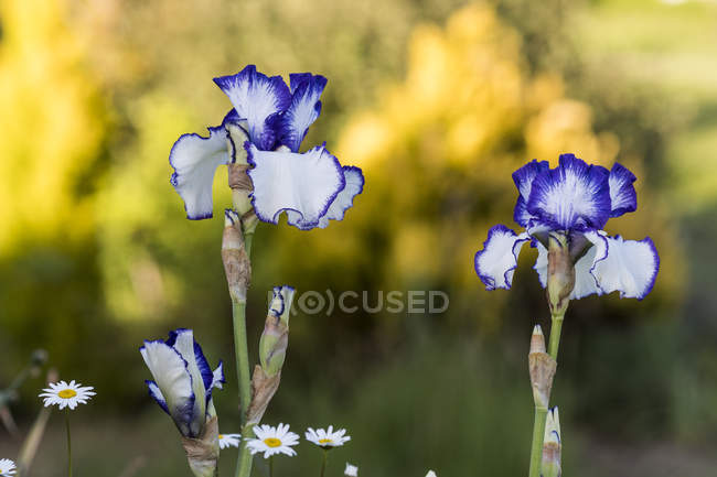 Iris barbuto primo piano contro sfondo sfocato — Foto stock