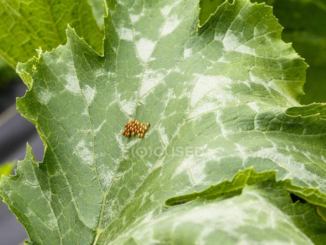 Squash bug eggs on squash leaf ; Upper Marlboro, Maryland, États-Unis d'Amérique — Photo de stock