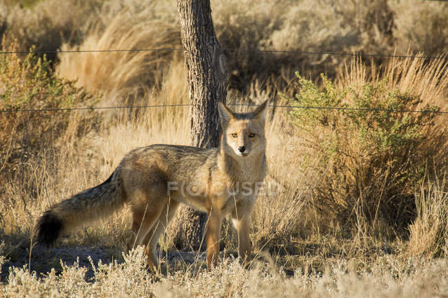 Uma raposa sul-americana (Lycalopex) fica alerta, vista do lado olhando para a câmera. A luz é tarde-quente; Malargue, Mendoza, Argentina — Fotografia de Stock