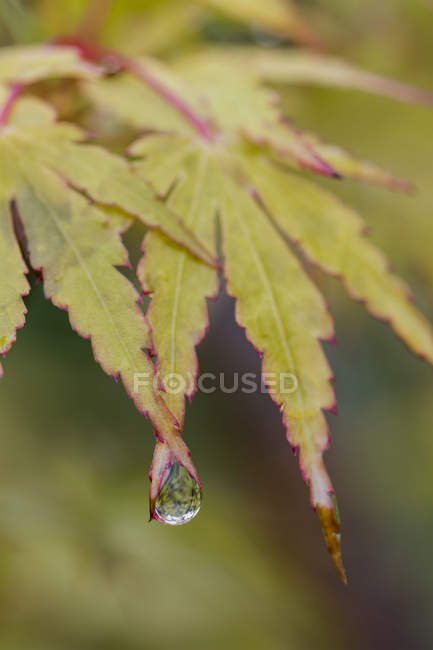 A rain drop clings to two Japanese maple leaves; Astoria, Oregon, United States of America — Stock Photo
