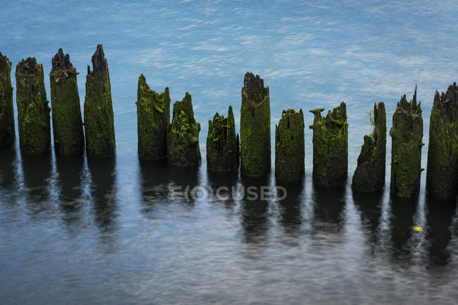 Water flows around the moss-covered pilings in the Columbia River, Astoria, Oregon, United States of America — Stock Photo