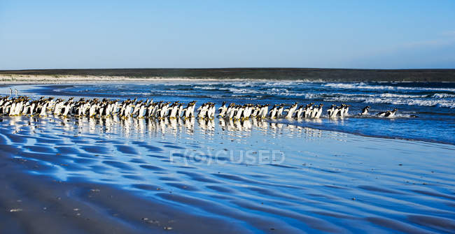 Группа джентльменских пингвинов, идущих по берегу — стоковое фото