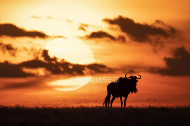 Um gnu azul é silhueta contra o brilhante céu laranja no horizonte ao pôr-do-sol, Reserva Nacional Maasai Mara, Quênia — Fotografia de Stock