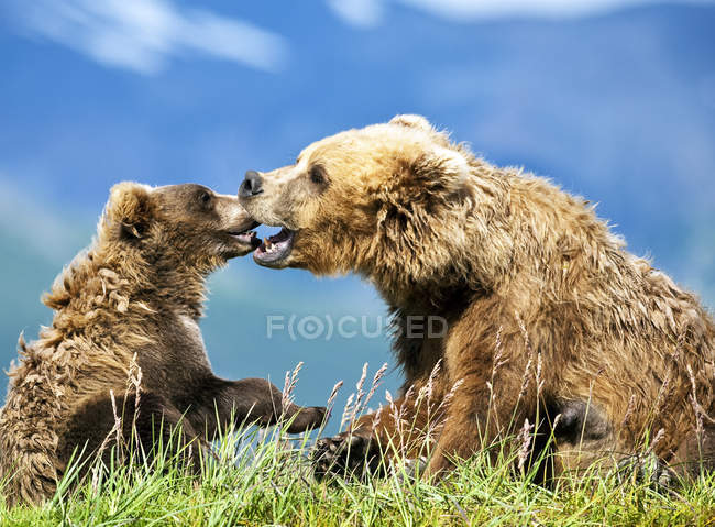 Lindo kodiak osos en hábitat natural - foto de stock