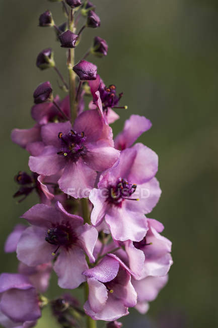 Moth mullein closeup against blurred background — Stock Photo