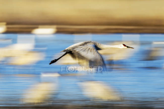 Sandhill crane in flight, motion blur — Stock Photo