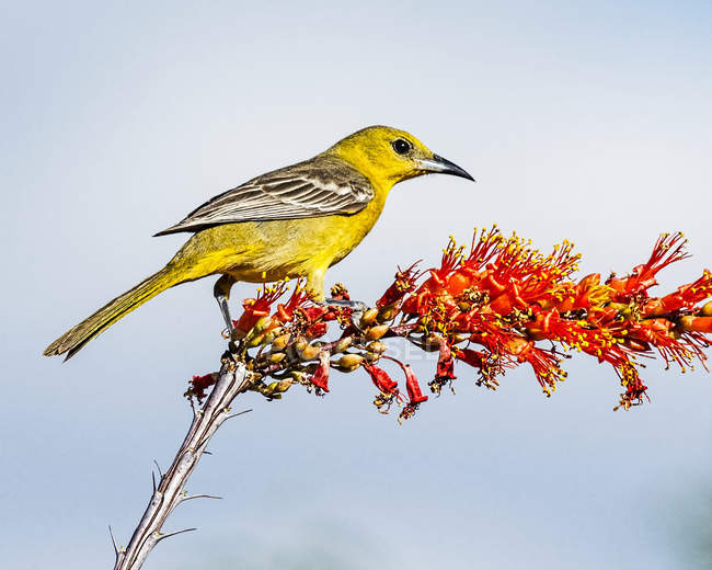 Hooded oriole sitting on branch against sky — Stock Photo