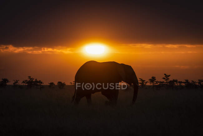 Elefante arbusto africano silueta en el horizonte al atardecer, Reserva Nacional Maasai Mara, Kenia - foto de stock