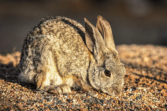 Lindo conejo con orejas largas en hábitat natural - foto de stock