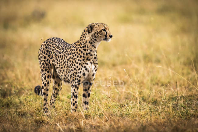 Lindo guepardo poderoso en safari, Reserva Nacional Maasai Mara, Kenia - foto de stock
