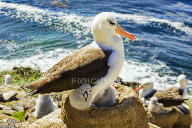 Чернобровый альбатрос сидит на скале рядом с водой с детенышами — стоковое фото