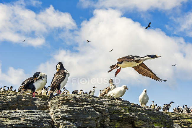 Imperial Shags on rock against blue sky — Stock Photo