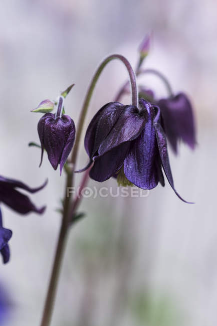 Columbine flower closeup against blurred background — Stock Photo