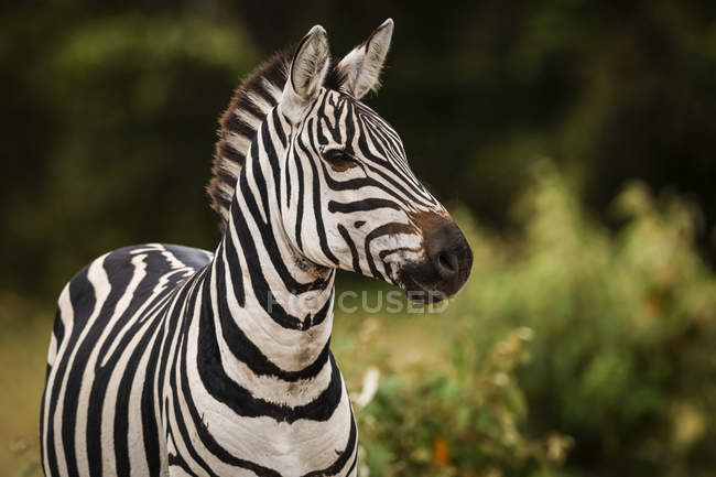 Close-up de zebra planícies olhando para a câmera — Fotografia de Stock