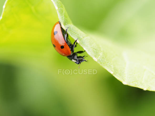Ladybug on bok choi, in motion, eating an aphid; Upper Marlboro, Maryland, United States America — стоковое фото