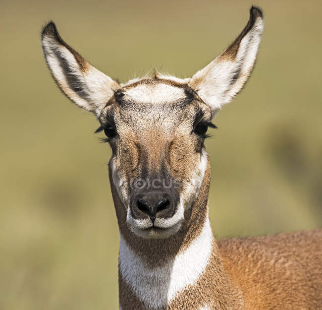 Close-up portrait of a Pronghorn (Antilocapra americana) looking at the camera; Utah, United States of America — Stock Photo