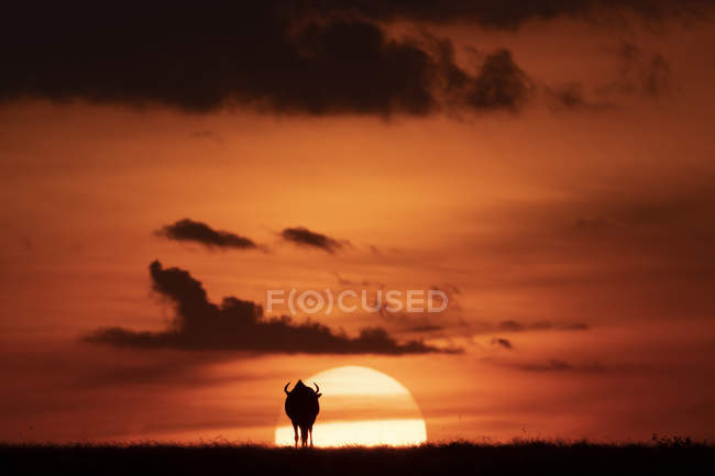 Wildebeest é silhueta contra o brilhante céu laranja no horizonte ao pôr-do-sol, Reserva Nacional Maasai Mara, Quênia — Fotografia de Stock