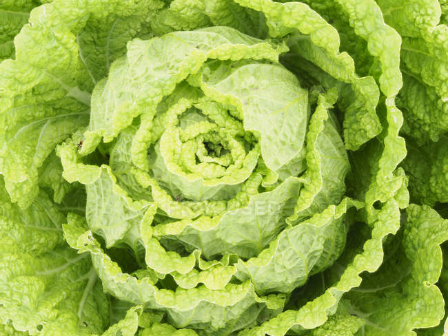 Green and fresh lettuce plant, closeup view — Stock Photo
