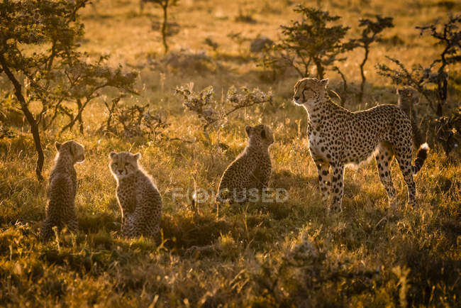 Cute mighty cheetahs in safari, Maasai Mara National Reserve, Kenya — Stock Photo